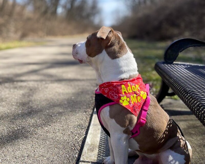 View Sir David Ii the Dog Photo #9