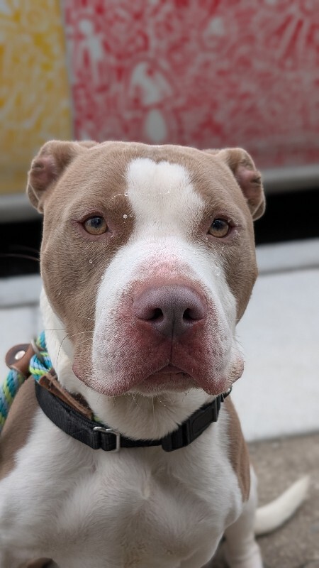 View Sir David II the Dog Photo #14