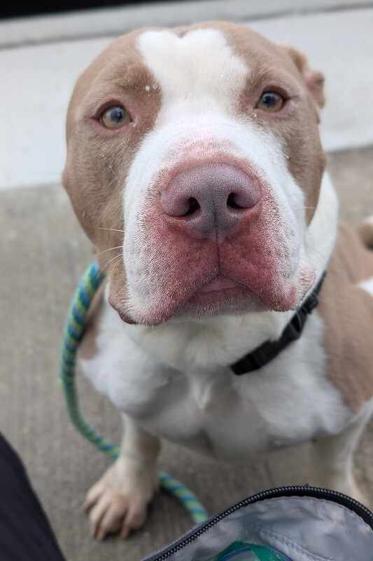 View Sir David II the Dog Photo #15