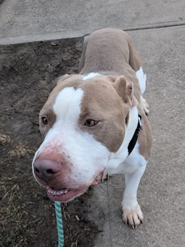 View Sir David II the Dog Photo #16