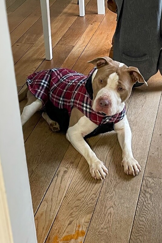 View Sir David II the Dog Photo #4