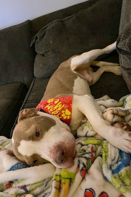 View Sir David II the Dog Photo #5