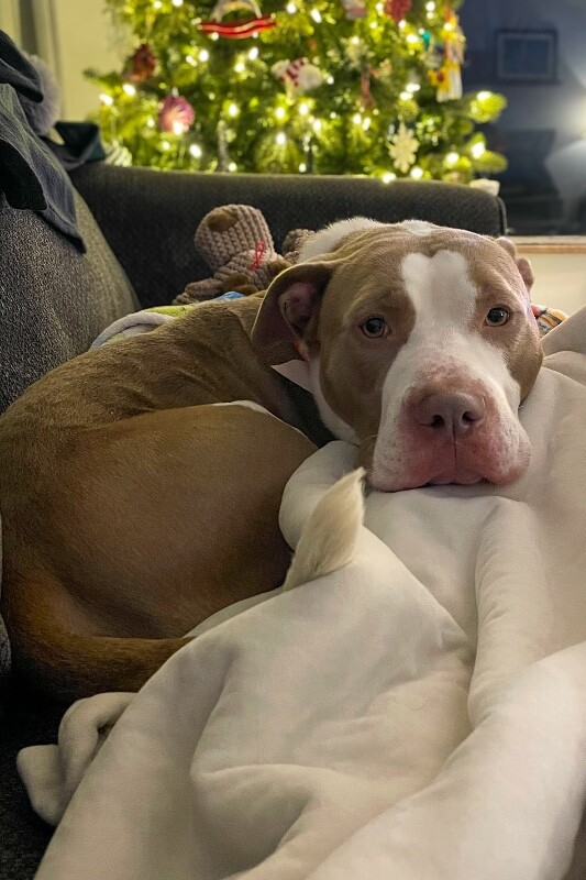 View Sir David II the Dog Photo #2