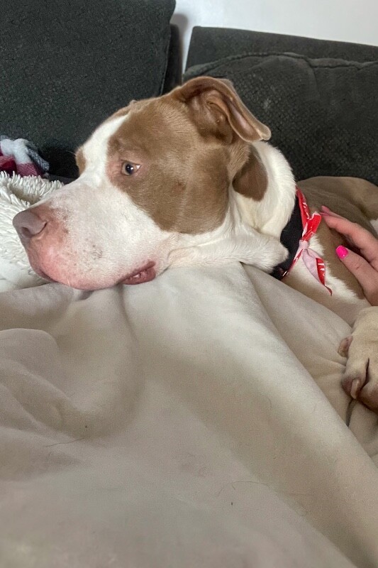 View Sir David II the Dog Photo #6