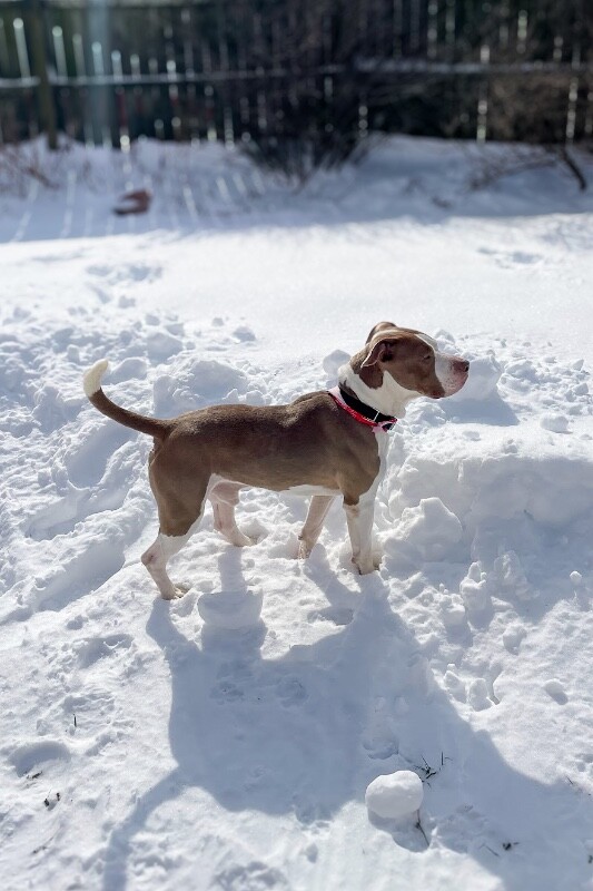 View Sir David II the Dog Photo #7