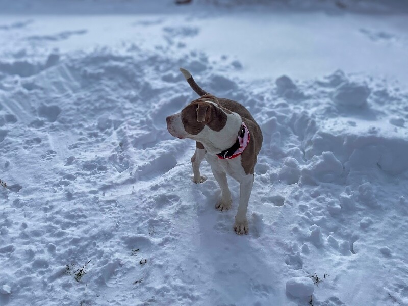 View Sir David II the Dog Photo #9