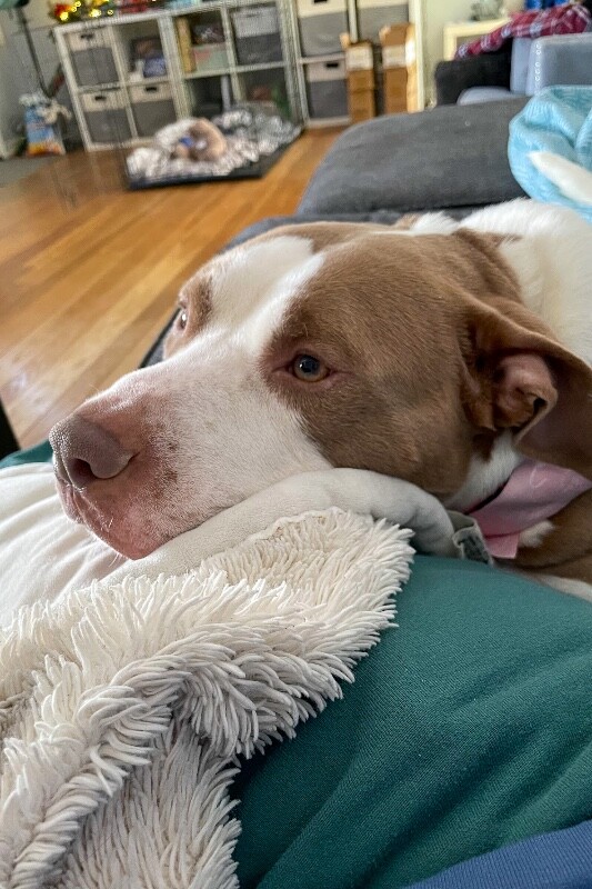 View Sir David II the Dog Photo #3