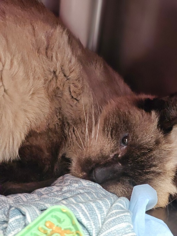 View Eugene the Cat Photo #2