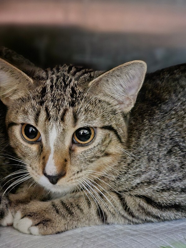 Learn More About Marcus Aurelius 1000016477