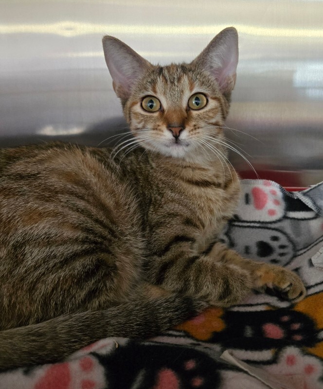 Learn More About Hazel 1000044730