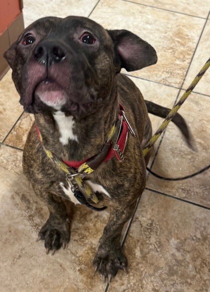 View Ricky the Dog Photo #2