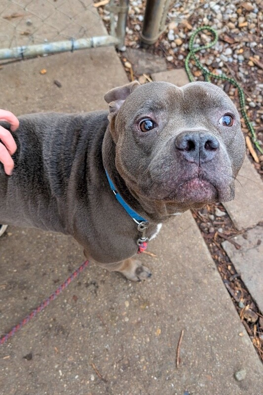 View Veemon the Dog Photo #7