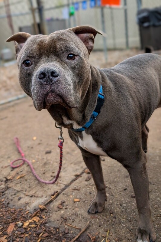 View Veemon the Dog Photo #5