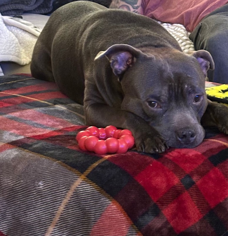 View Veemon the Dog Photo #3