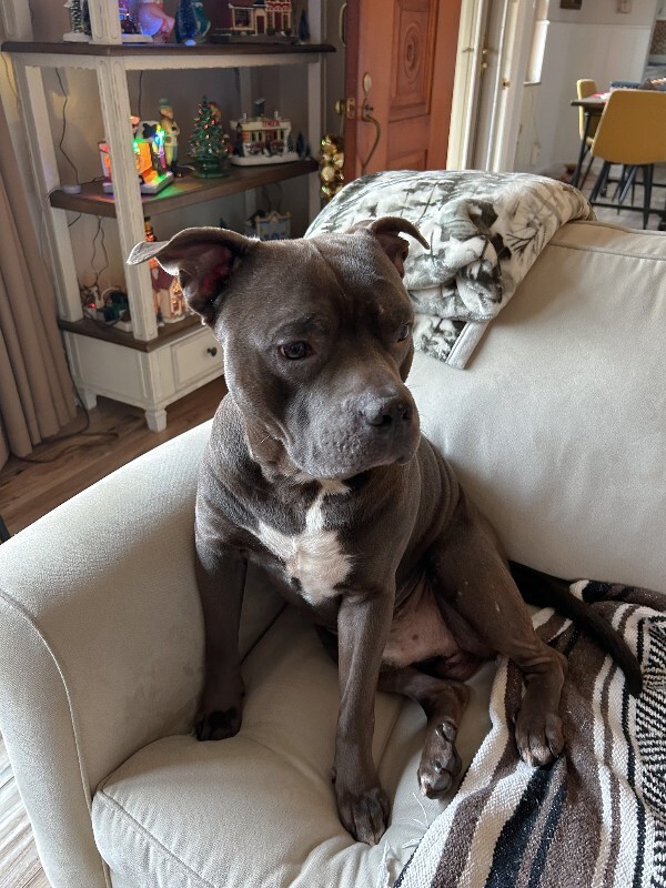 View Veemon the Dog Photo #2