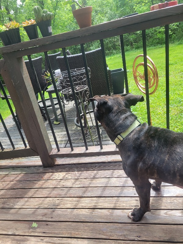 View Nougat the Dog Photo #9
