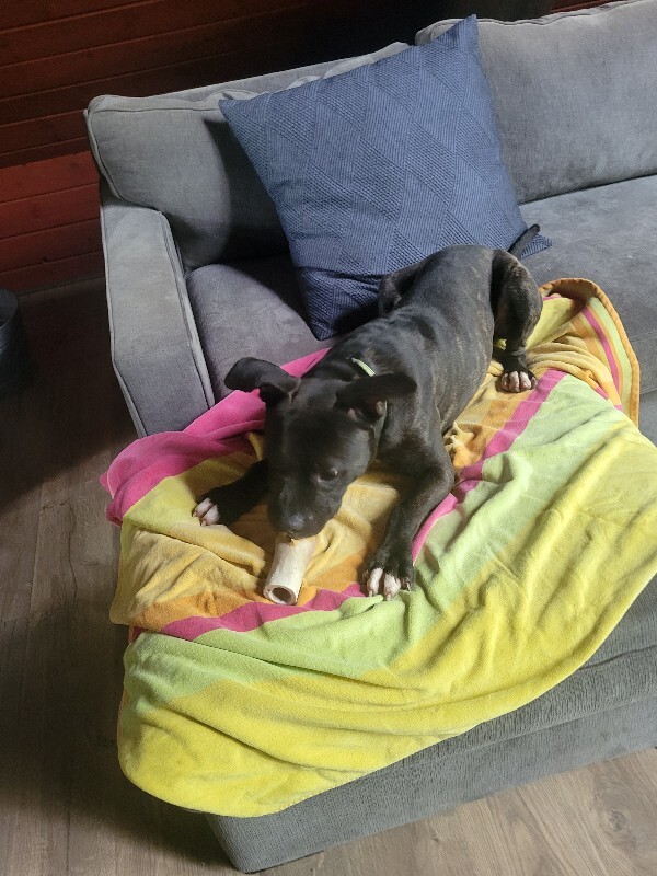 View Nougat the Dog Photo #4