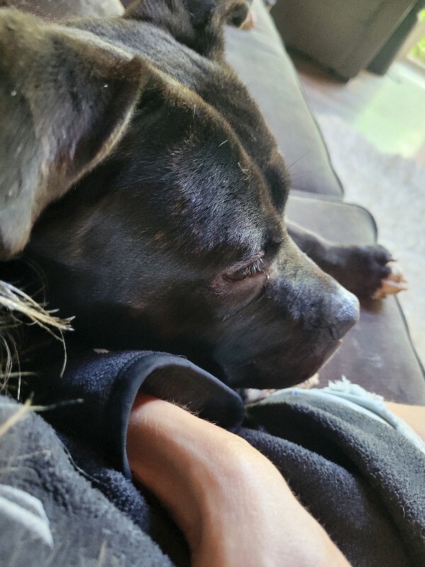 View Nougat the Dog Photo #8