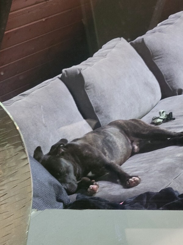 View Nougat the Dog Photo #7
