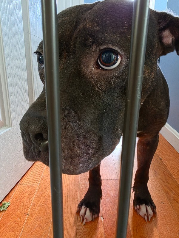 View Nougat the Dog Photo #11