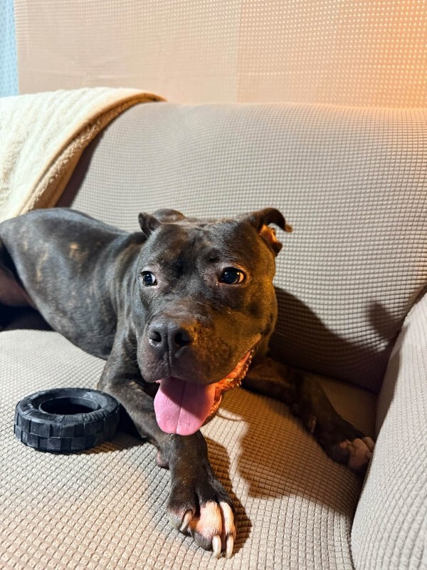 View Nougat the Dog Photo #16