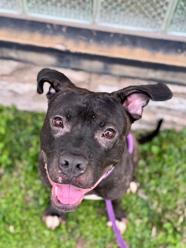 View Nougat the Dog Photo #5