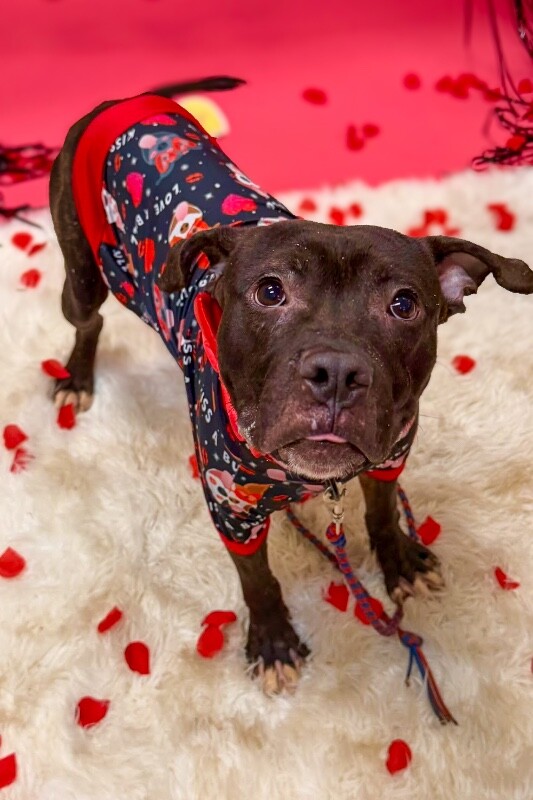 Learn More About Nougat IMG 6409