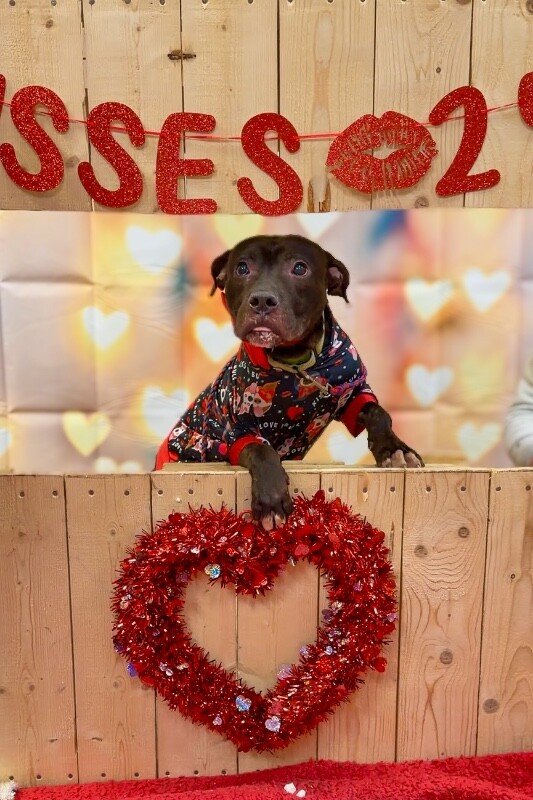 View Nougat the Dog Photo #3