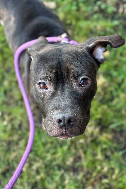 View Nougat the Dog Photo #10