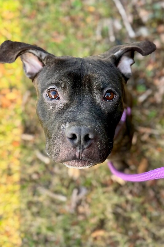 View Nougat the Dog Photo #9