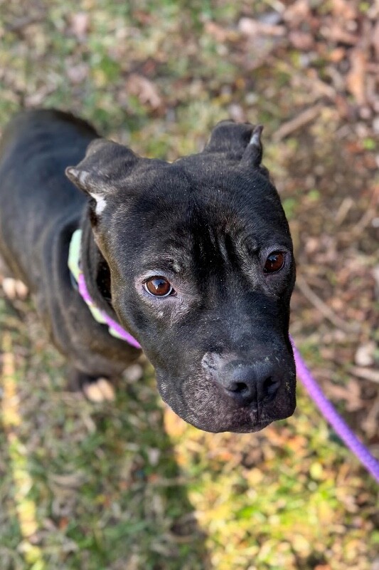 View Nougat the Dog Photo #13