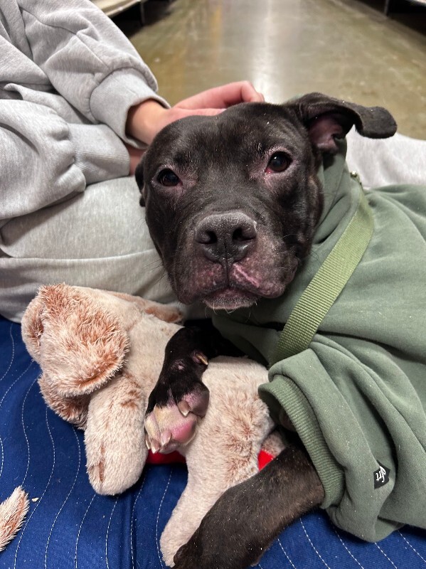 View Nougat the Dog Photo #15