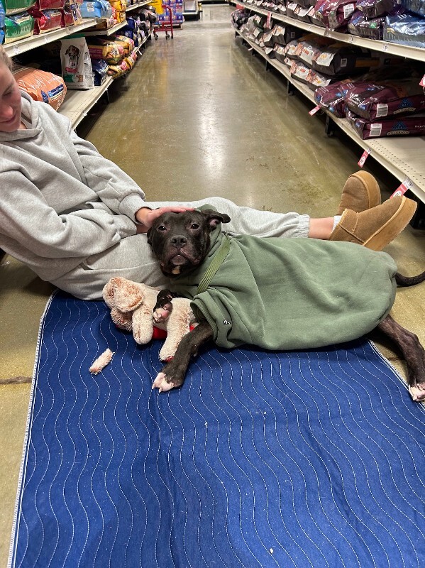 View Nougat the Dog Photo #5