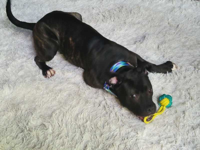 View Nougat the Dog Photo #18