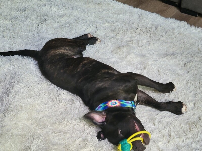 View Nougat the Dog Photo #20