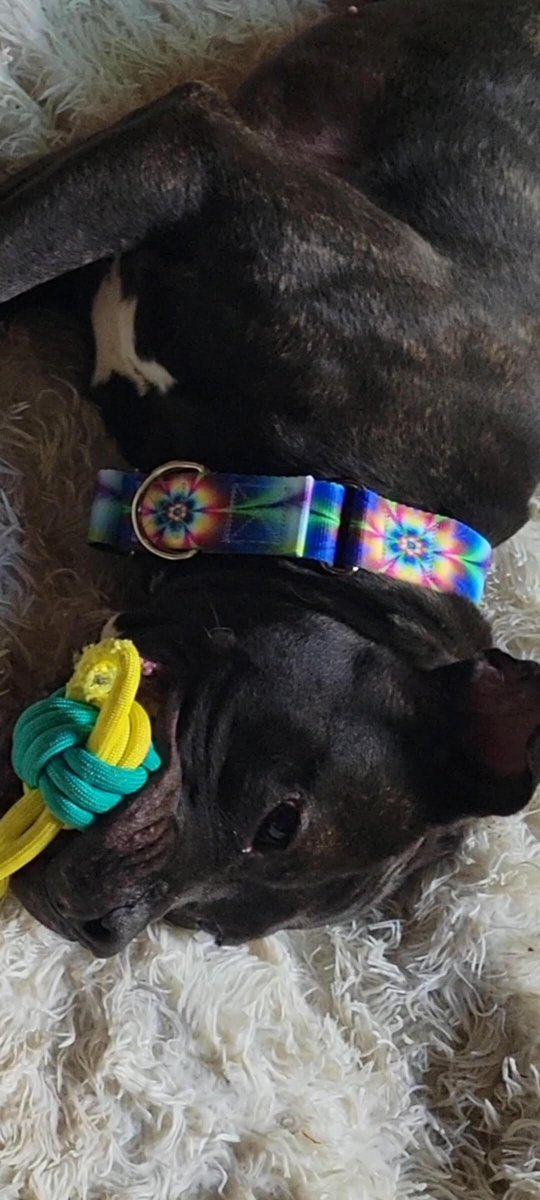 View Nougat the Dog Photo #17