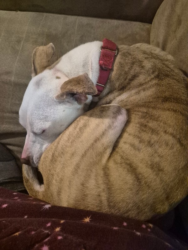 View Hattie the Dog Photo #3