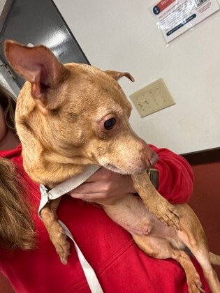 View Buster the Dog Photo #2