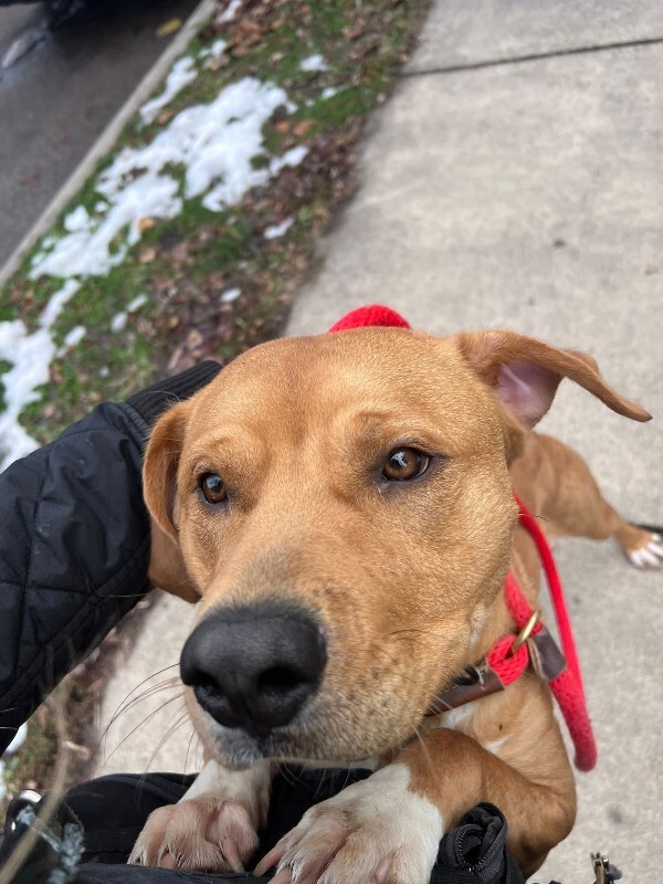 View Nibbles the Dog Photo #3