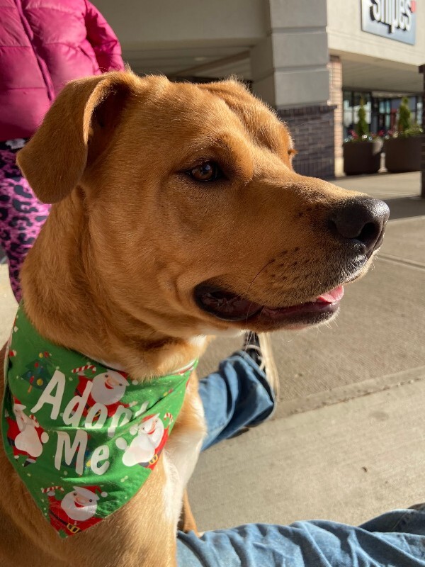 View Nibbles the Dog Photo #2