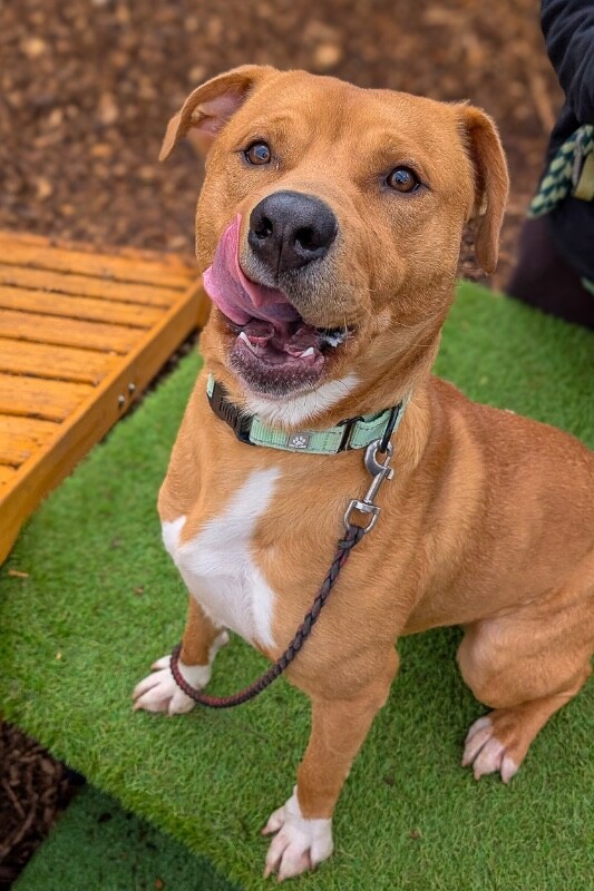 View Nibbles the Dog Photo #9