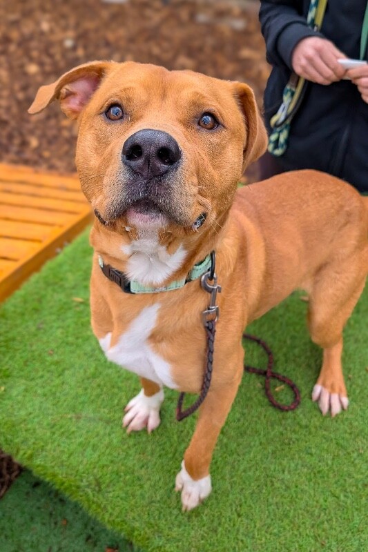 View Nibbles the Dog Photo #7