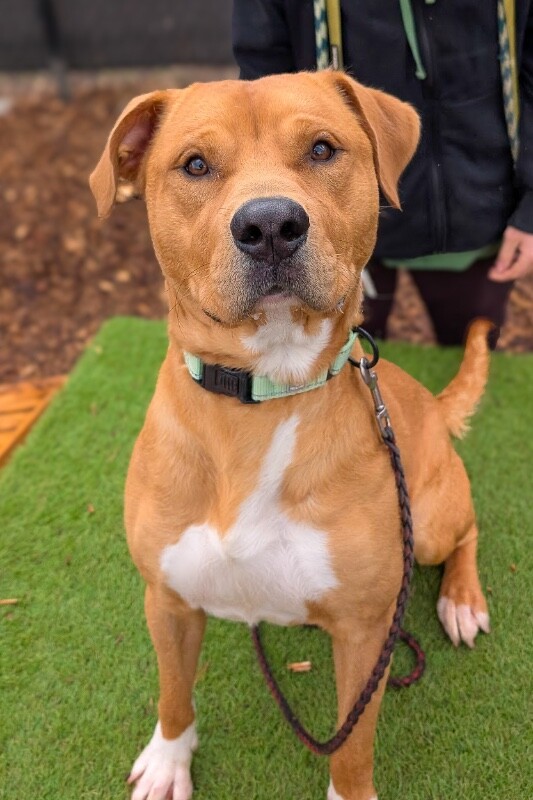 View Nibbles the Dog Photo #10