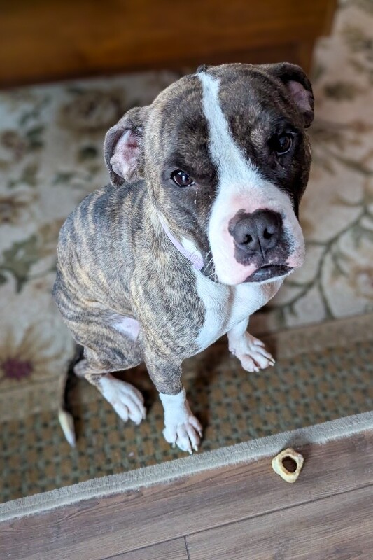 View Baby Ruth the Dog Photo #3