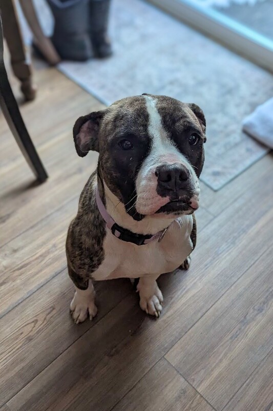 View Baby Ruth the Dog Photo #5