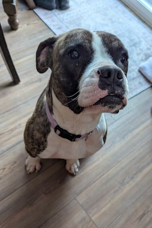 View Baby Ruth the Dog Photo #4