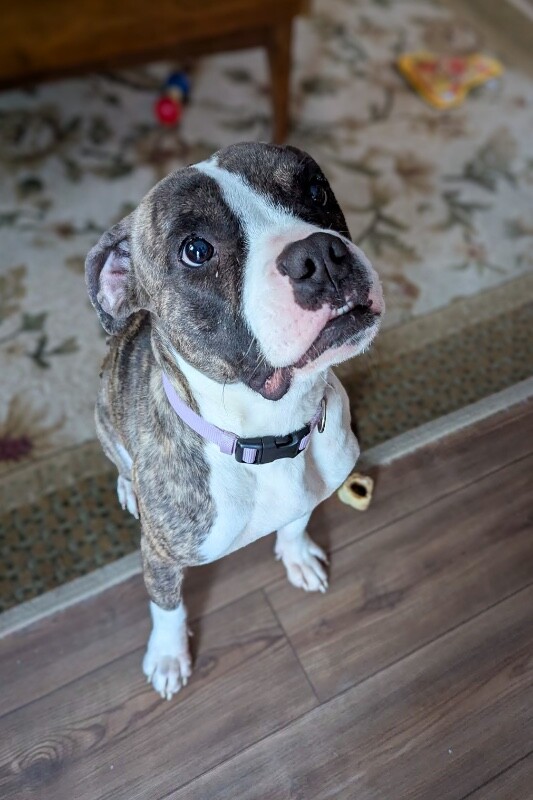 View Baby Ruth the Dog Photo #2