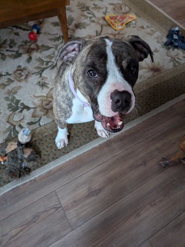 View Baby Ruth the Dog Photo #9