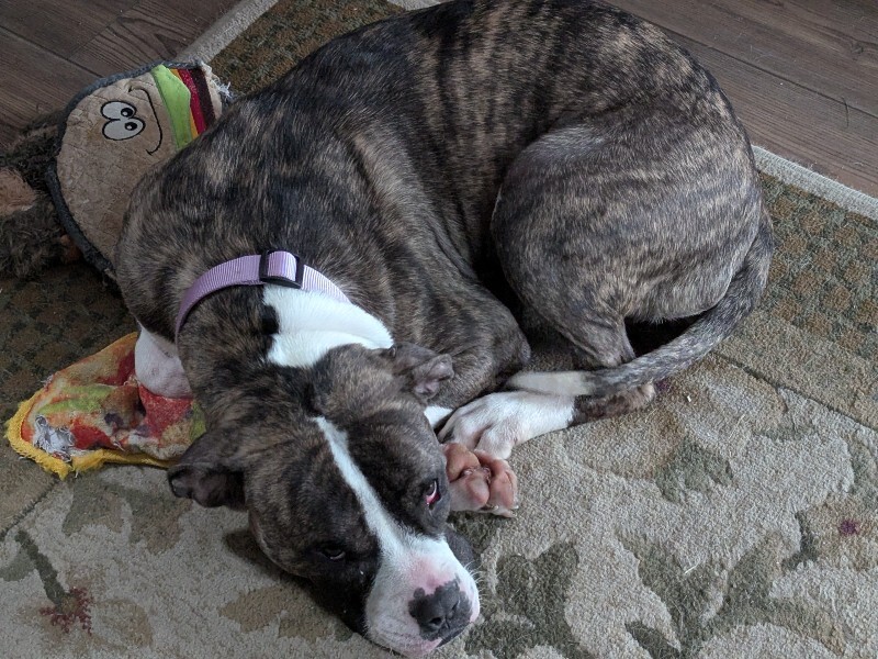 View Baby Ruth the Dog Photo #11