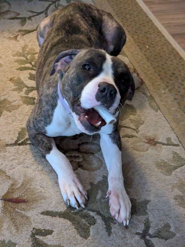 View Baby Ruth the Dog Photo #10